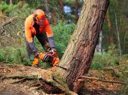 Trusted Hebron, PA Tree Removal and Landscaping Services Experts